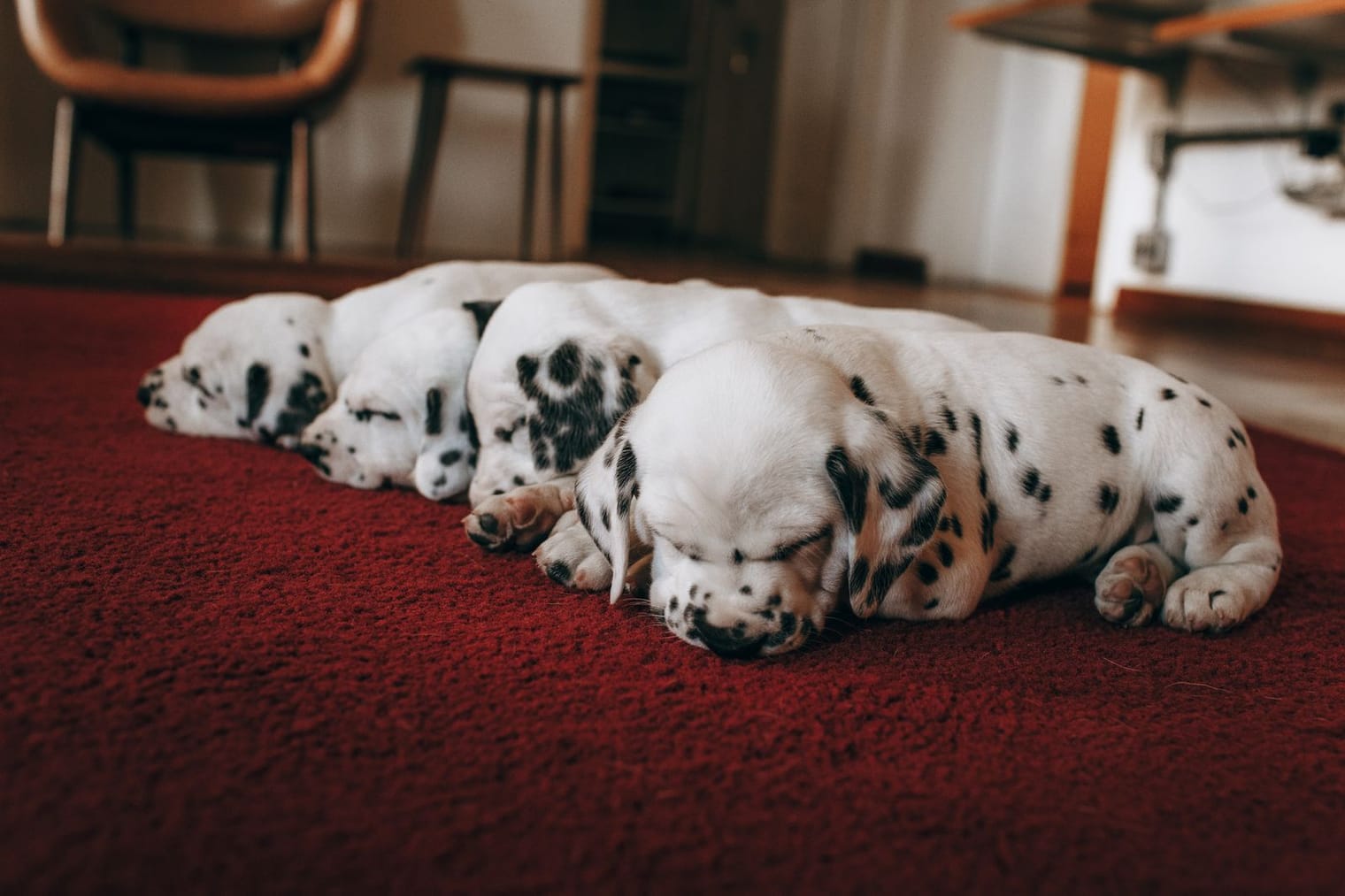 A row of young puppies sleeping peacefully together on a rug indoors