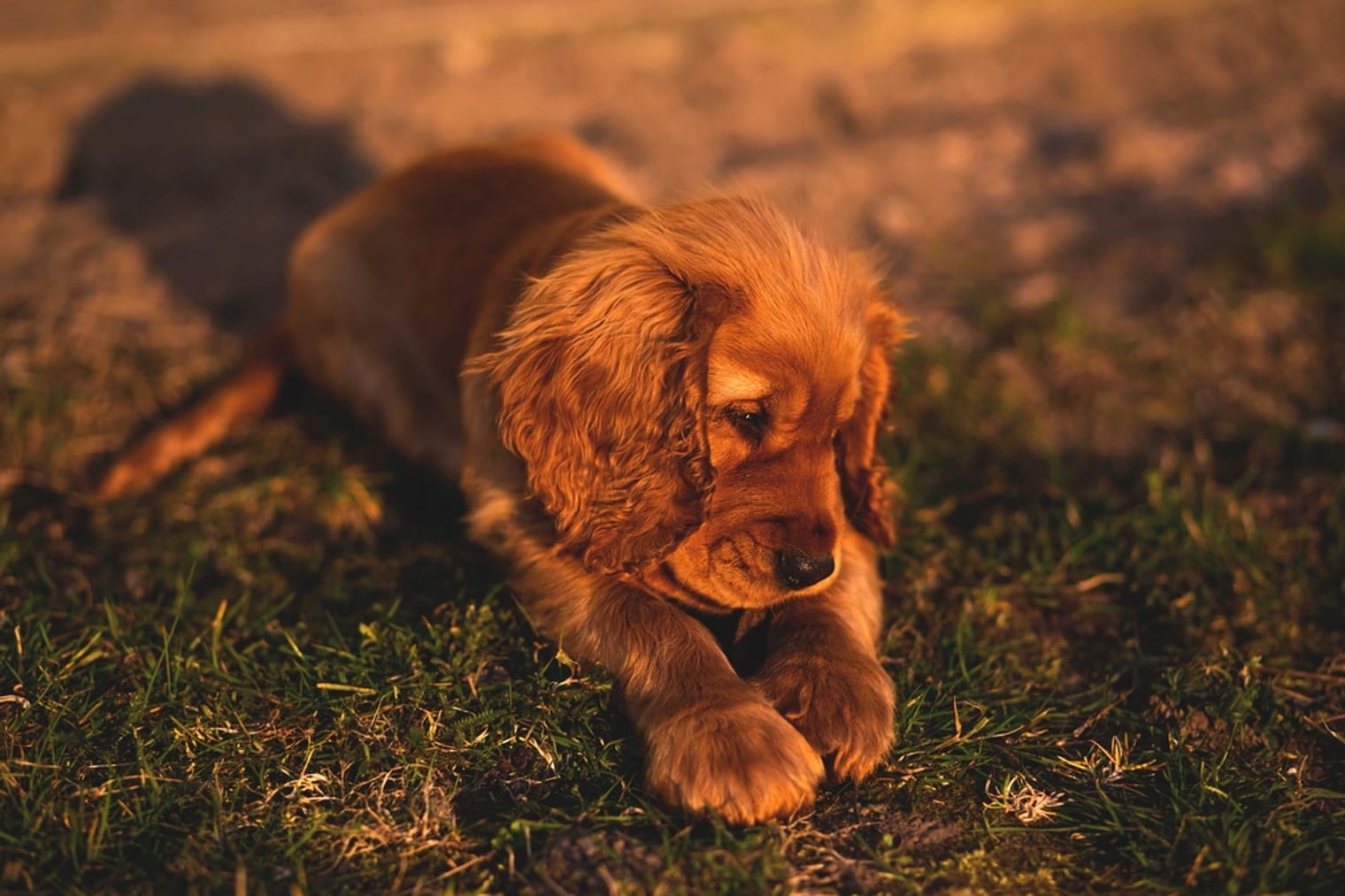 A young fox-red puppy resting on the grass in warm evening light