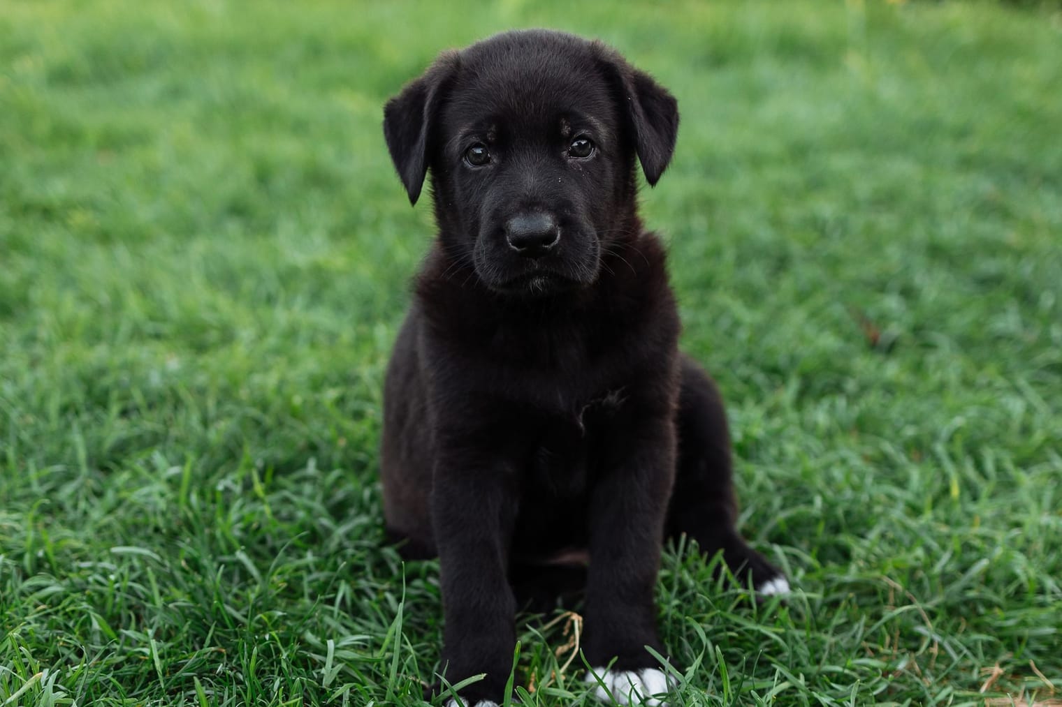 A young black Labrador-type puppy with oversized paws sitting on grass