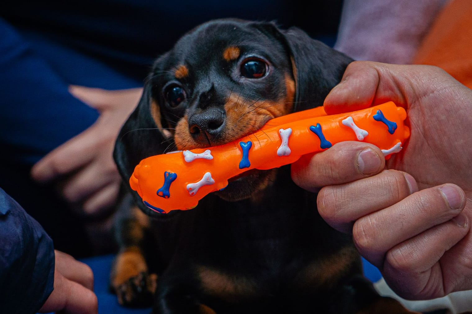 A puppy chewing a rubber teething toy