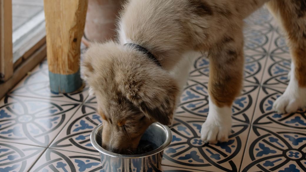A young dog eating from a metal bowl at home