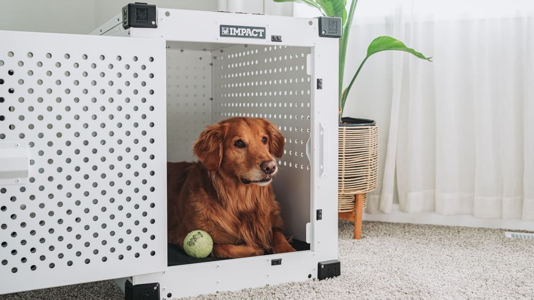 A calm dog resting in a crate at home