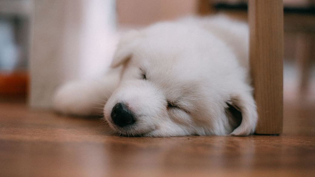 A young puppy fast asleep at home