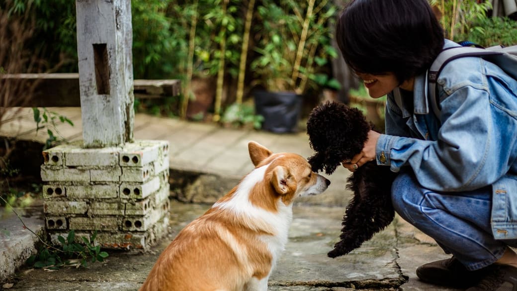 A person introducing two dogs to each other outdoors