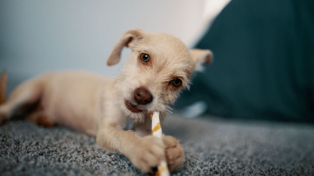 A puppy chewing a chew toy