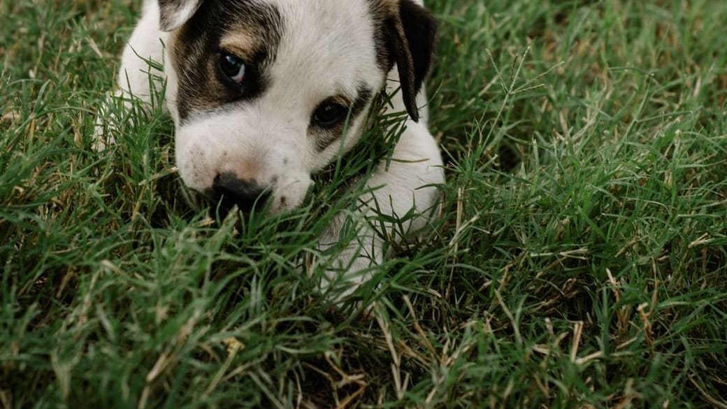 A young puppy lying in the grass outdoors