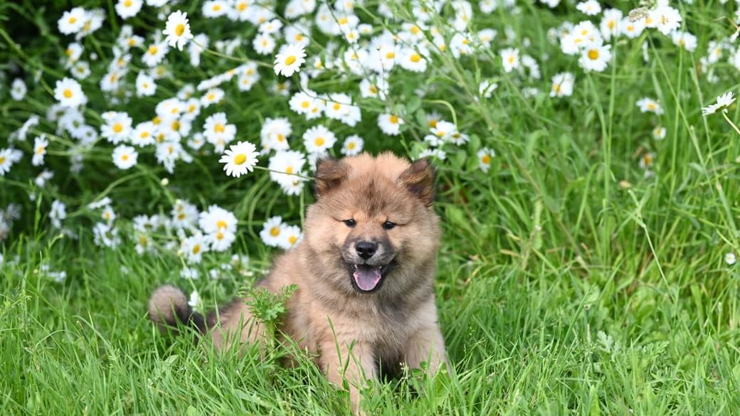 A fluffy puppy sitting in the grass among daisies